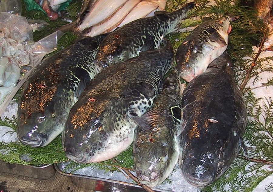 Fugu, Japan